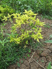 Wild grass looks beautiful with green and yellow leaves that grow in tropical places with clear skies