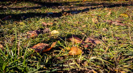 Fallen autumn leaves on green grass