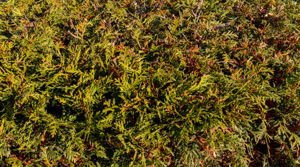 green bush in late autumn