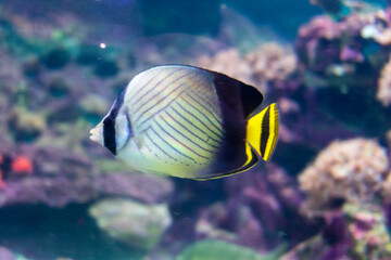 Italy, Liguria, Genova - 4 July 2020 - A colorful butterfly fish swims in the aquarium