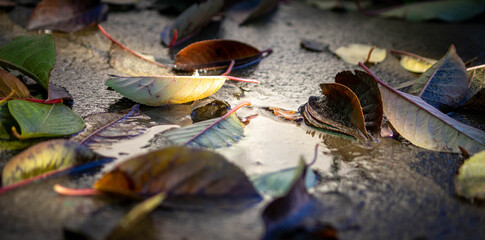 autumn fallen leaves in a puddle