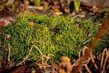 islet of green grass among autumn leaves