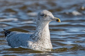 Schwimmende Silbermöwe im Meer