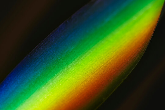 l'arcobaleno su una foglia