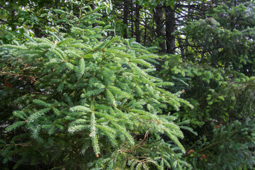 Pine Tree In Forest. Close up of a pine tree bough and branches in a northern boreal forest.