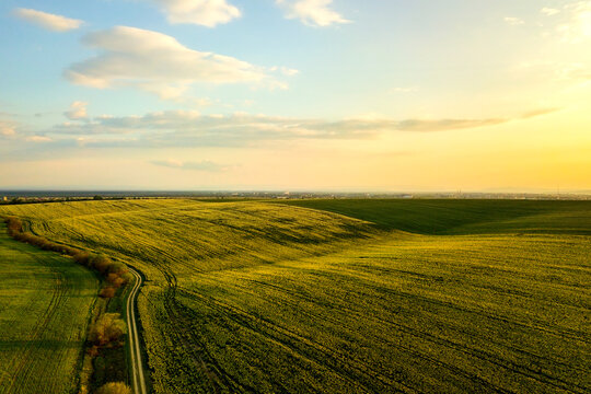 Aerial view of bright green agricultural farm field with growing rapeseed plants and cross country dirt road at sunset. © bilanol