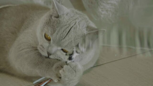 Big fluffy and playful cat playing with a toy at home. Сat peeking out the curtains. Cat playing and hunting.Cat looking funny. 