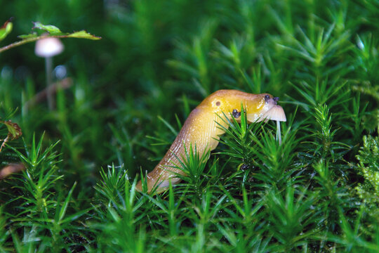 Nacktschnecke bei Pilzmahlzeit 1