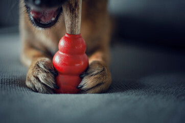 Chihuahua chewing a natural deer antler on a red Kong toy. Selective focus on the toy.