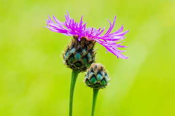 detail of pink lilac purple blooming thistle