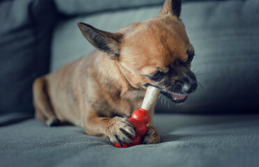 Two years old chihuahua chewing a natural deer antler on a red Kong toy. Selective focus on the toy.