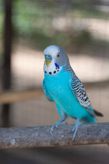 Budgerigar (Melopsittacus undulatus) parrot on a branch