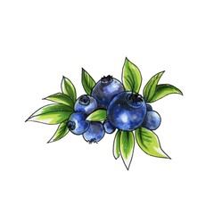 Illustration of bilberry