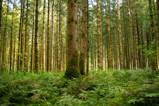 Beautiful summer forest in south Germany with fern covering the floor under huge pine trees