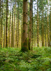 Vertical image of a south german alpine pine forest with fern 