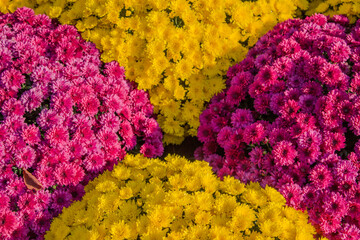 Variety of Multi Colored Chrysanthemum plants in an early autumn garden.