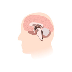 Inner brain. Man, human, adult head silhouette. Vector medical illustration.