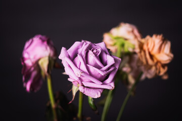 Fototapeta na wymiar pink rose on black