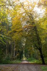 Paths leading across beautiful forest near Munich in the season of autumn