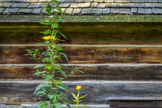 Home Garden. Flowering Black Eyed Susan vine outside of a rural log cabin home in the country.