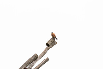 Falcon on a tree in white