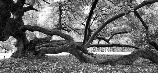 Dark Woods Gnarled tree trunk