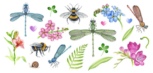 Garden flowers and insects watercolor illustration set. Hand drawn freesia, bumblebee, bee, dragonfly, forget-me-not flower elements. Meadow countryside nature realistic element collection. - obrazy, fototapety, plakaty