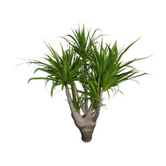 Flowers 3d illustration isolated on the white background