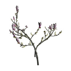 Flowers 3d illustration isolated on the white background