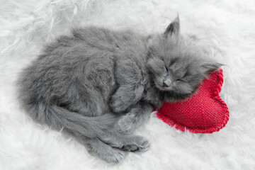 cute little gray fluffy kitten cat briton lies on a white blanket under his head pillow red heart,...