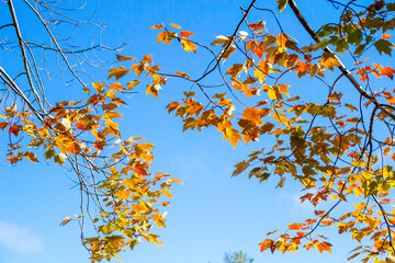 Autumn Maple Leaf Background. Orange and yellow autumn leaves set against a sunny clear blue sky in horizontal orientation with copy space. 