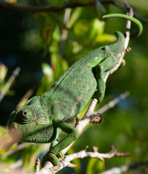 Detailed close up of common european chameleon living in south Spain at the Atlantic coast