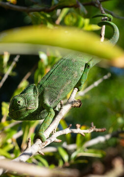 Chameleon walking smoothly down a tree in Zahora, south Spain