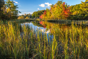 Autumn Wilderness Wetlands Background. Vibrant autumn colors and forest surround a protected...