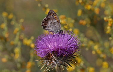 Levantin lying witch butterfly / Pseudochazara pelopea