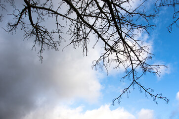 sky and tree