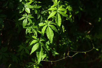 Obraz premium green leaves in the sun background