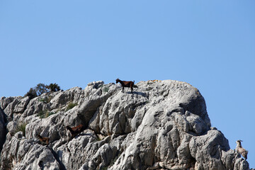 Bergziegen in den Bergen von Pollenca. Serra de Tramuntana,, Mallorca, Spanien, Europa  --  
Mountain goats in the mountains of Pollenca. Serra de Tramuntana, Balearic Islands, Mallorca, Spain, Europe