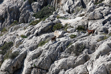 Bergziegen in den Bergen von Pollenca. Serra de Tramuntana,, Mallorca, Spanien, Europa  --  
Mountain goats in the mountains of Pollenca. Serra de Tramuntana, Balearic Islands, Mallorca, Spain, Europe