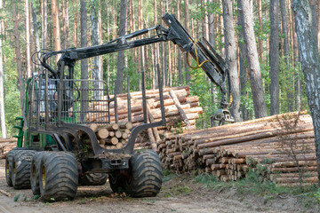 Loading logs on a truck trailer using a tractor loader with a grab crane. Transportation of coniferous logs to the sawmill. Deforestation and exploitation of nature. felling trees