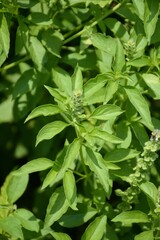 fresh green holy basil plant in nature garden