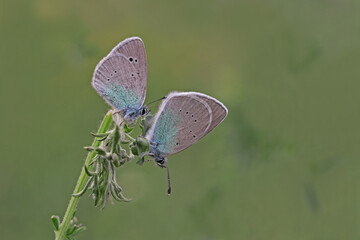 Black eyes butterfly / Glaucopsyche alexis