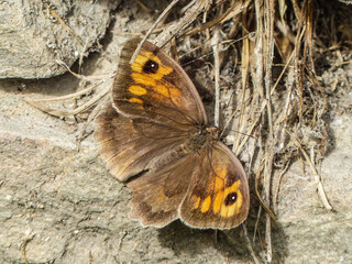 Mariposa común marrón y amarilla posada en una roca. Foto de cerca.