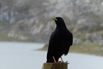 Foto de una ave posada en un tronco al lado de un lago. Pyrrhocorax graculus.