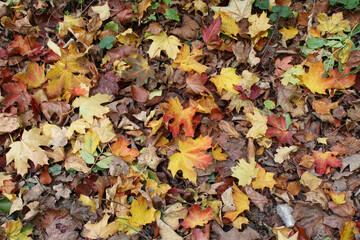 Buntes Herbstlaub auf dem Waldboden