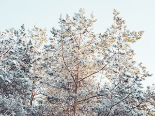 Top of pine trees after snowfall. Winter in forest. Snowy weather in wood at sunny day. Natural background.