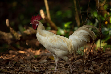Wild Feral Rooster