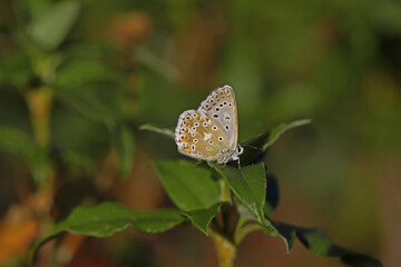 Multi-eyed Anatolian Chilli / Polyommatus ossmar
