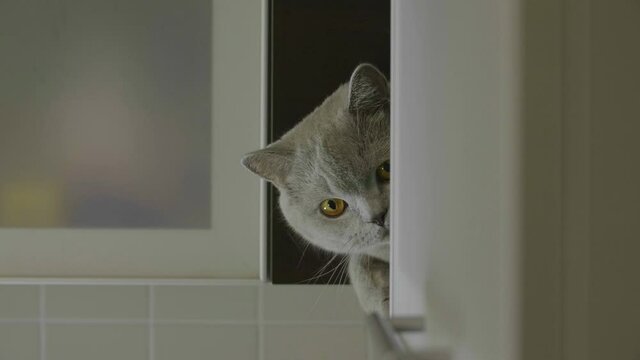 Cute silly cat peeking from around the corner. Big fluffy cat peeks out the corner. Cat hid on a shelf and peeps out. Cat looking funny.
