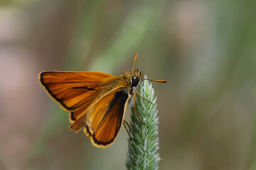 Yellow Antenna Bouncy butterfly / Thymelicus sylvestris